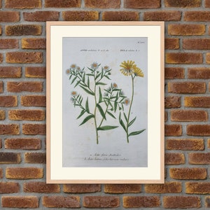 Weinmann - Botany - Plants - Flowers - Aster Undulatus, Inula Salicina - 1739 Colored Engravings - 15.4x9.6in - Decoration, Large Prints