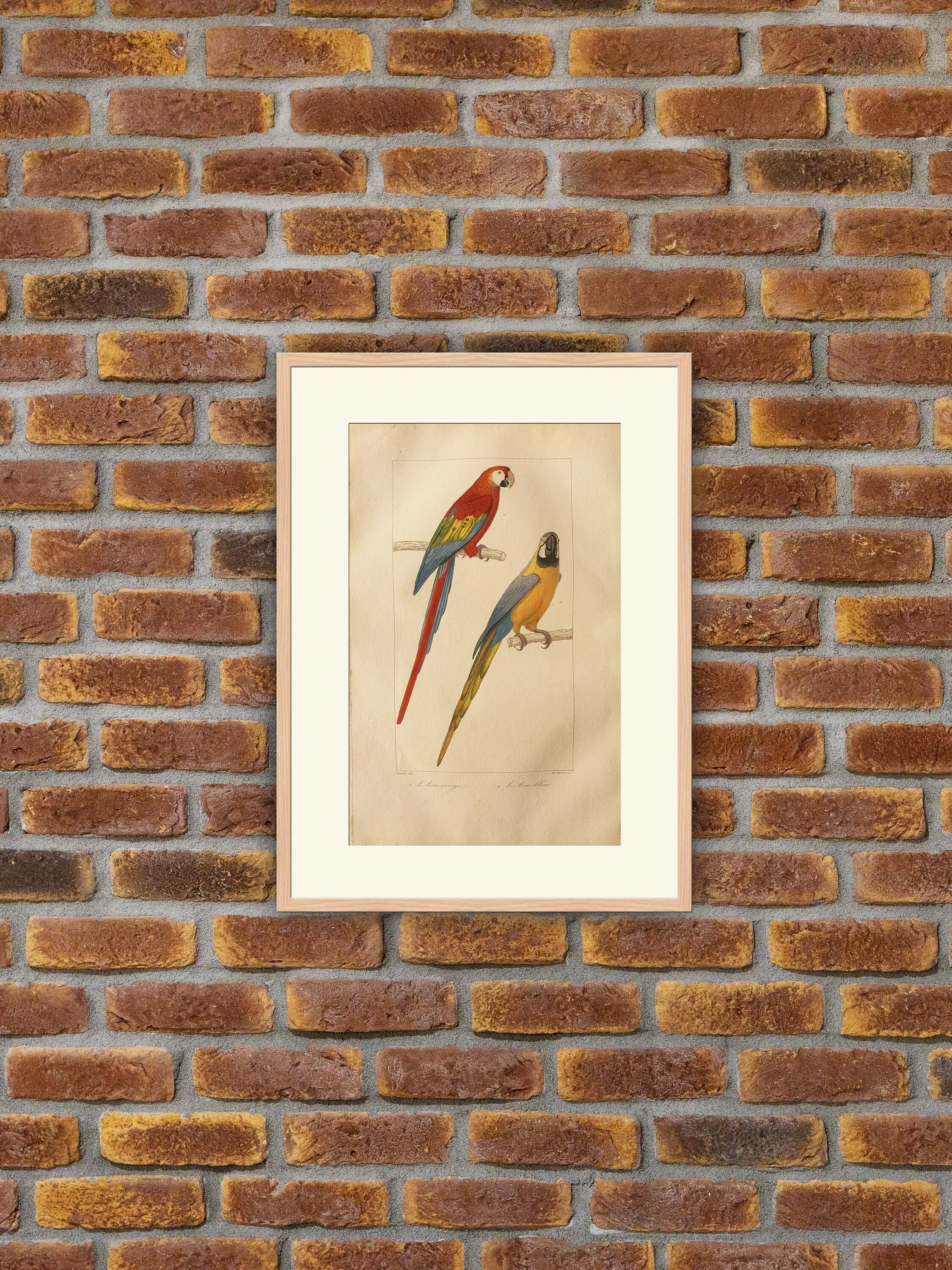 Perroquets, Perruches - Buffon L'ara Rouge Bleu Gravure Couleurs 1835