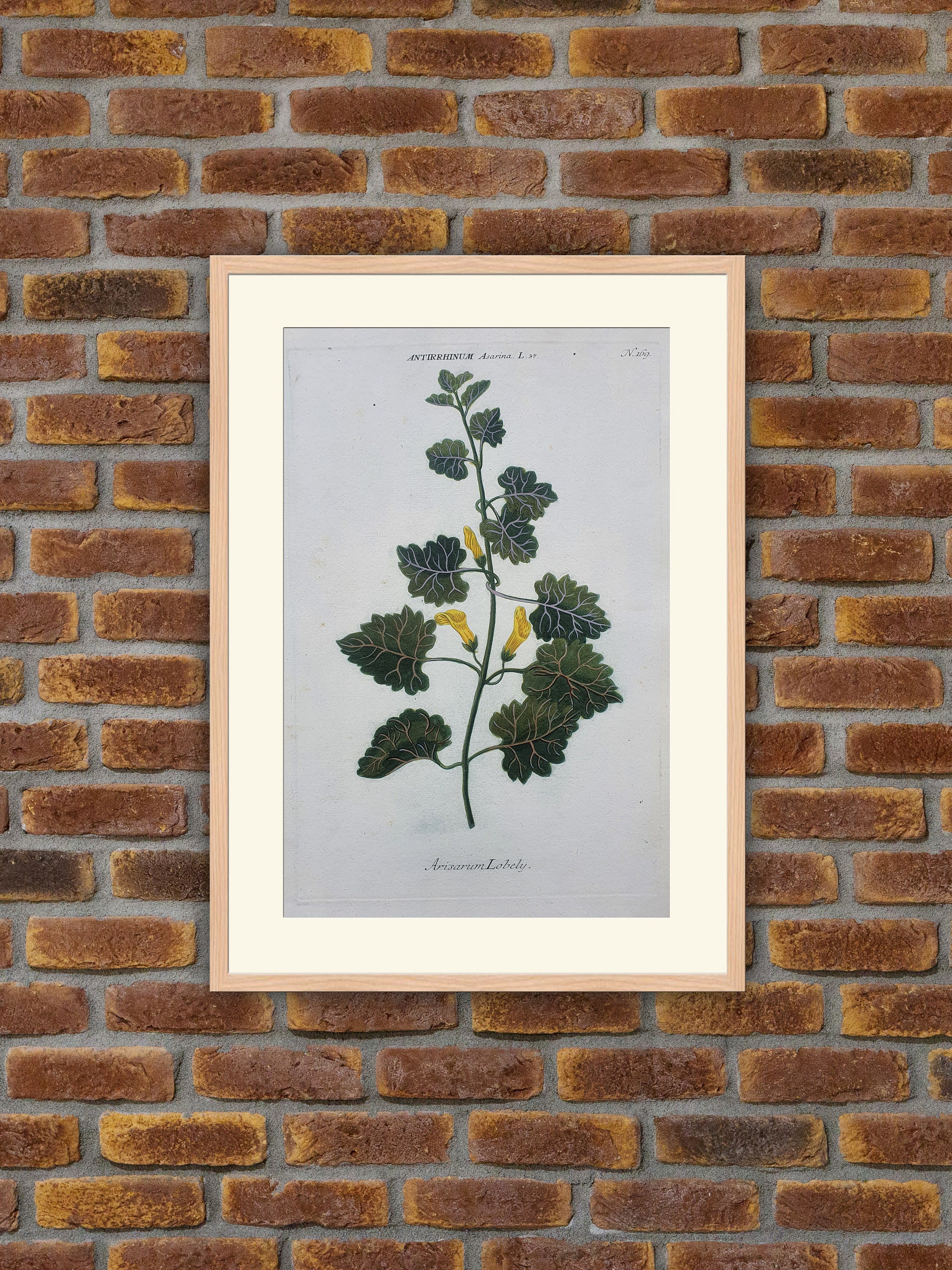 Weinmann - Botanique Antirrhinum Asarina Gravure Couleurs 1739