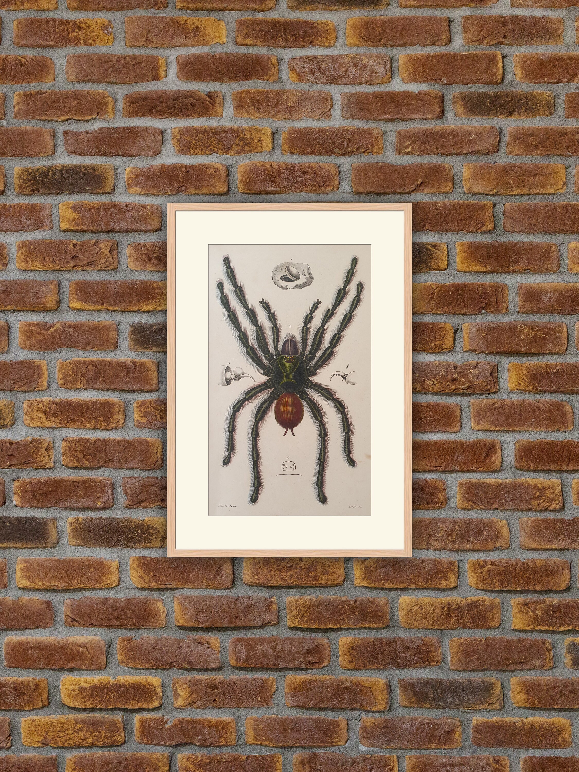 Animaux - Araignées Mygale Avioulaire Gravure Couleurs 1849 Dictionnaire d'orbigny