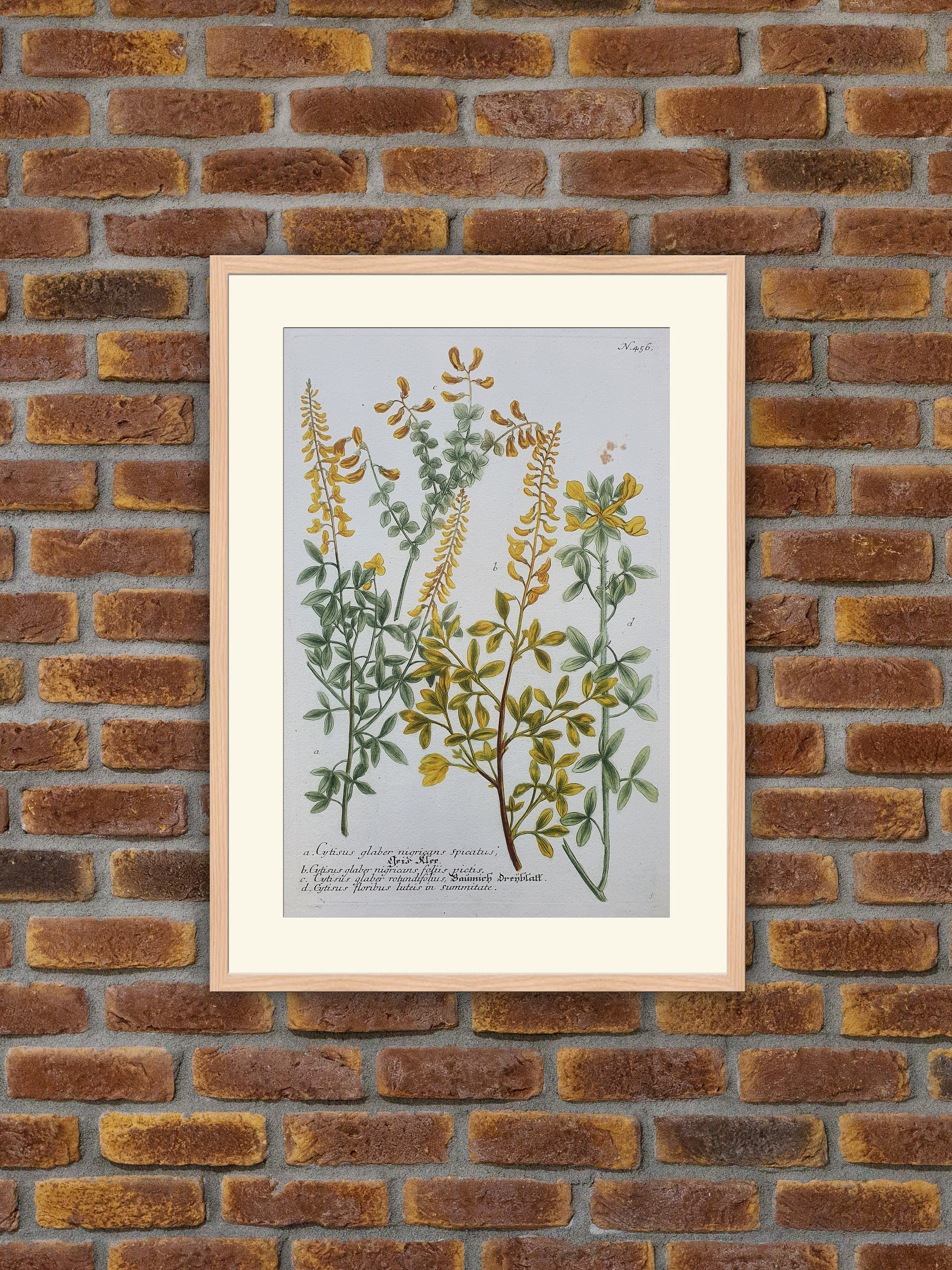 Weinmann - Botanique Cytisus Gravure Couleurs 1739