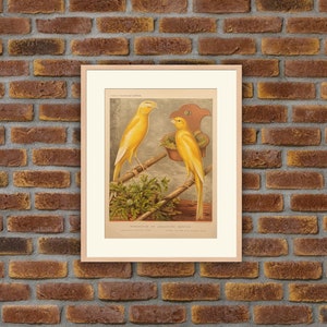 1875 Cromolitografía de aves - Manchester o Lancashire Coppies - Cassell&#39;s Canaris and Cage Birds - W. Ruthledge - 10.8x8.1in - Print