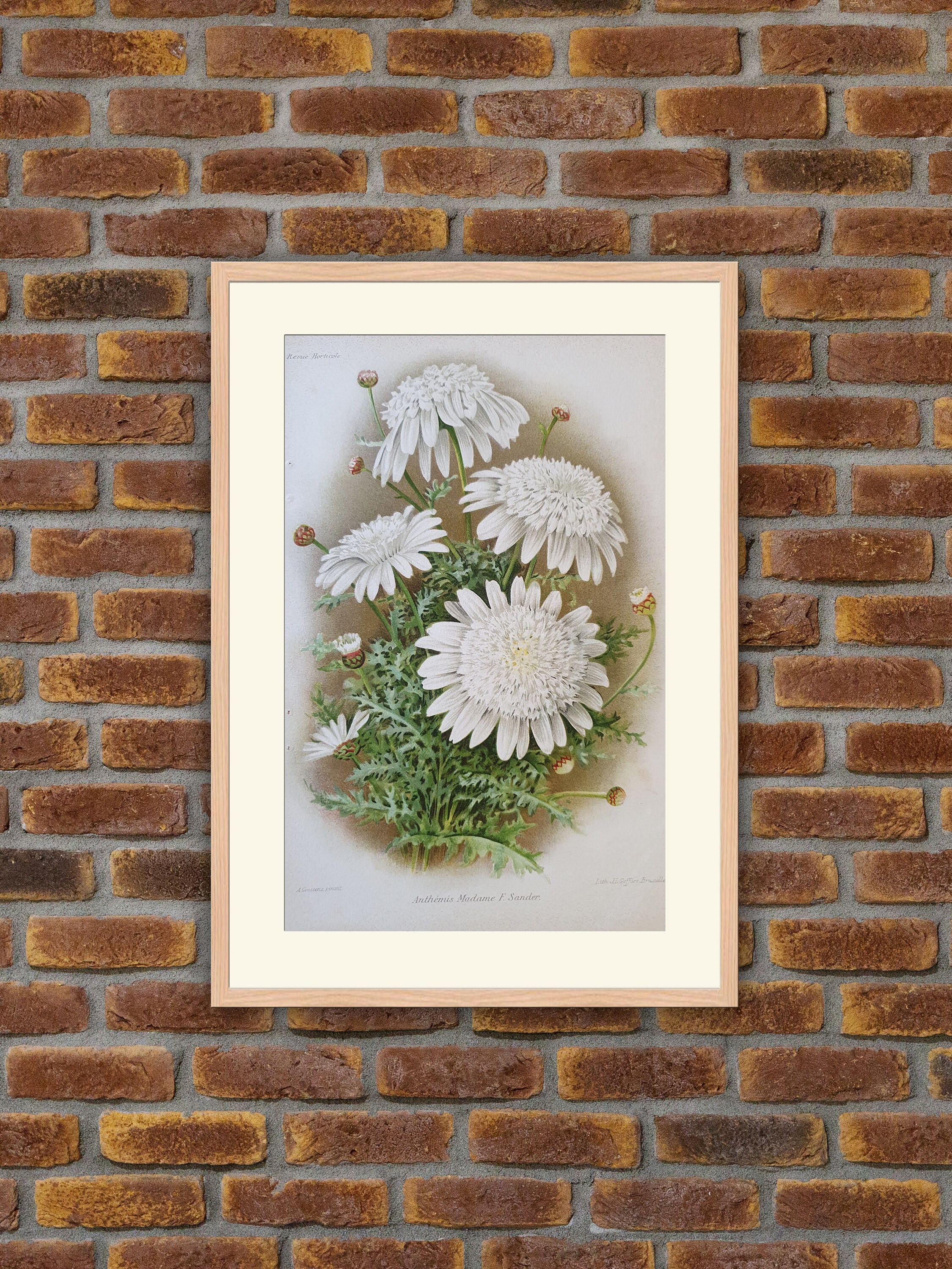 Fleurs Revue Horticole - Anthémis Madame F. Sander Lithographie Couleurs 1900