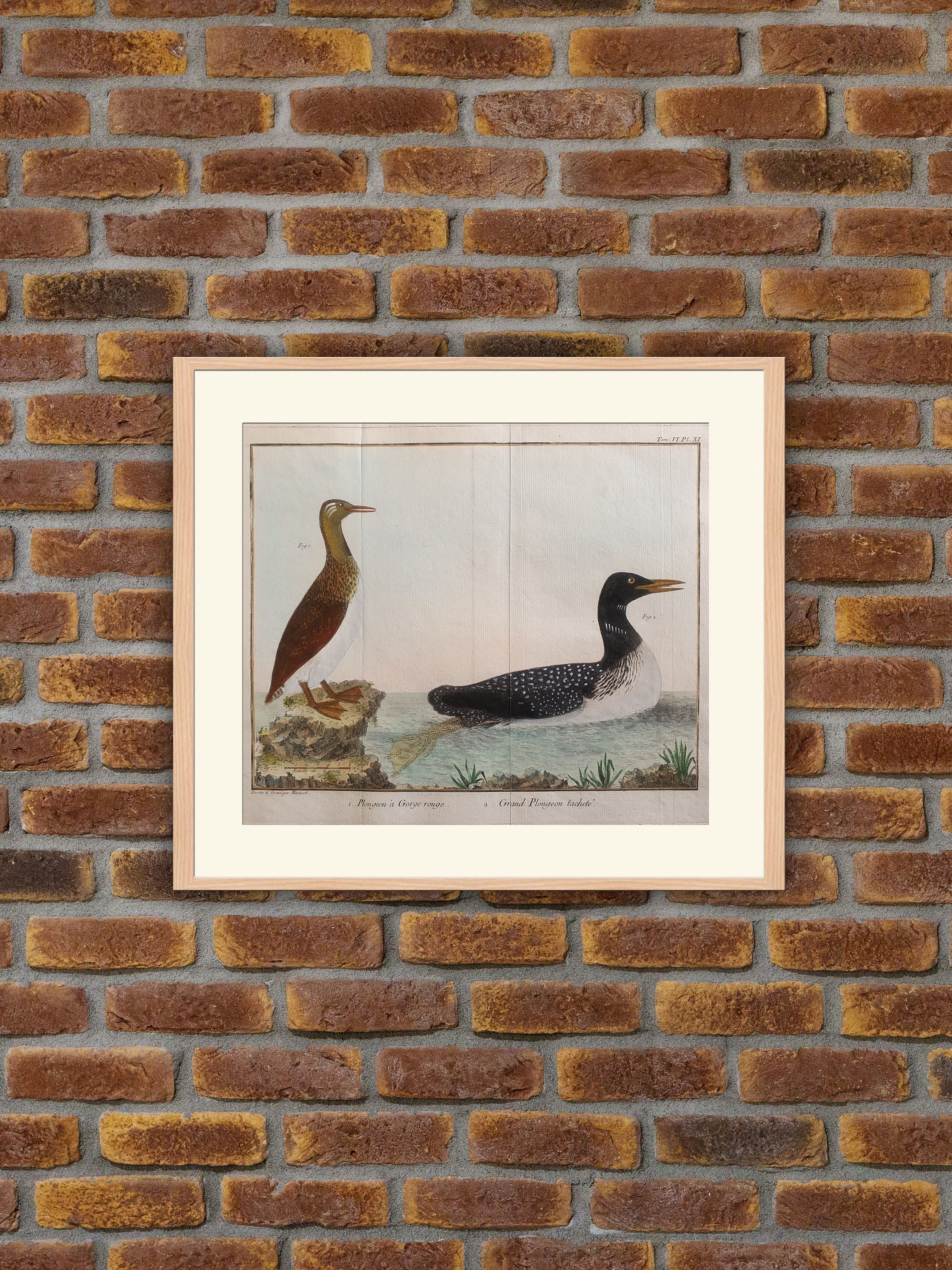 Brisson/Martinet - Ornithologie
