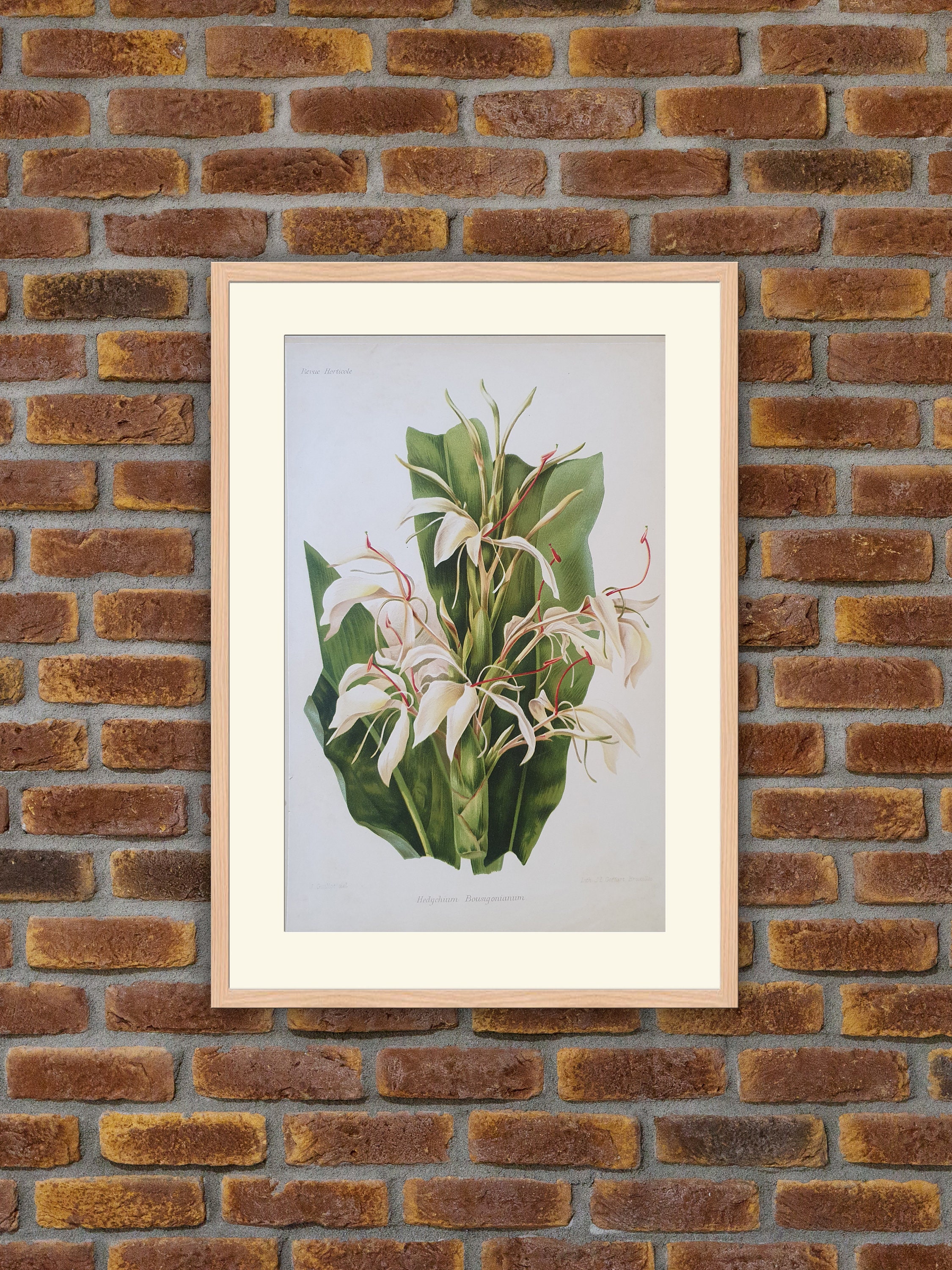 Fleurs Revue Horticole - Hedychium Bousigonianum Lithographie Couleurs 1900