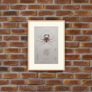 Animaux - Insectes - Gravure couleur 1836 - G. Cuvier, Le Règne Animal