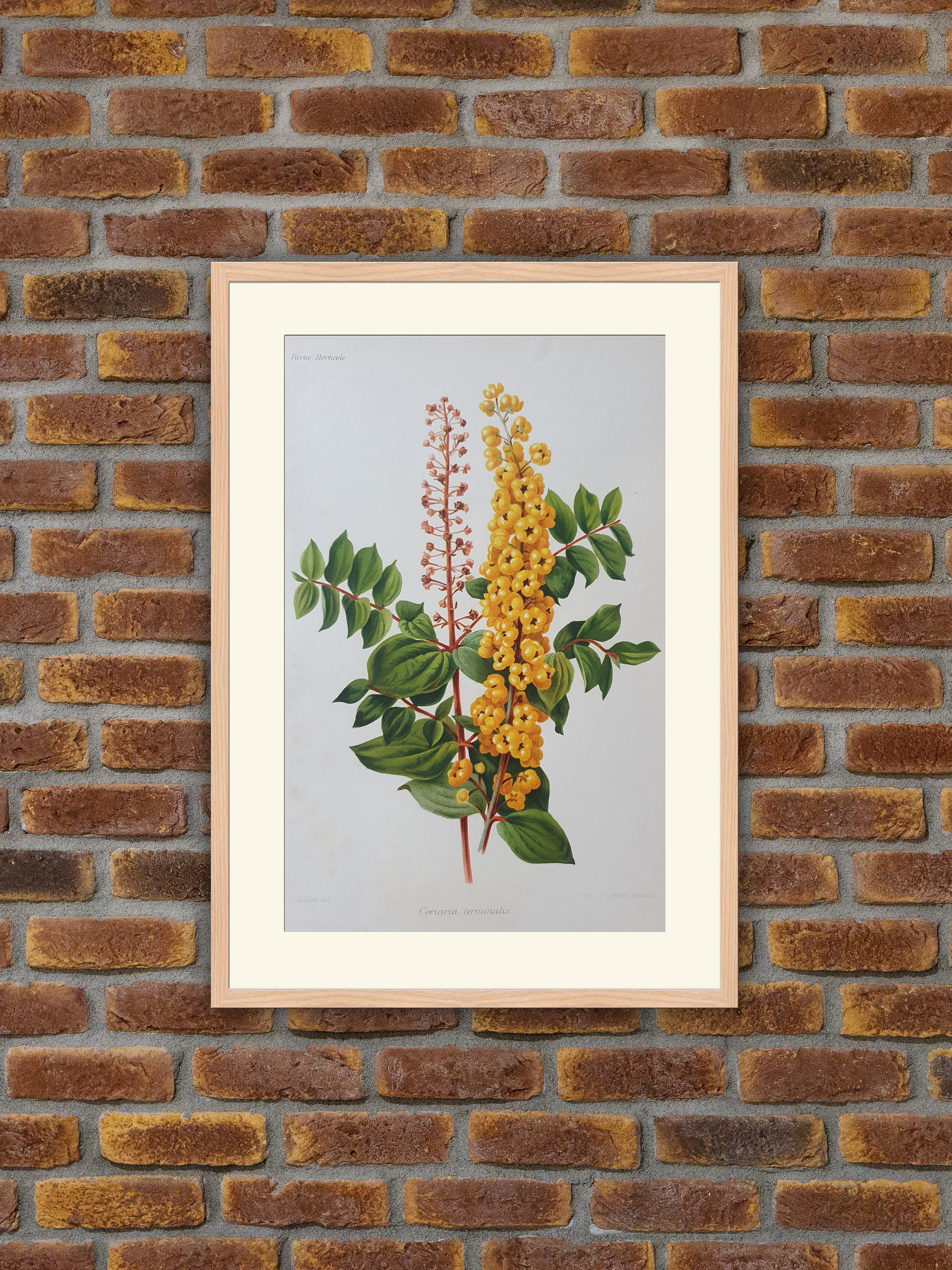 Fleurs Revue Horticole - Coriaria Terminalis Lithographie Couleurs 1900