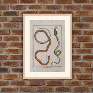 Animals - Reptiles - Snakes - 1780 - Engraving Panckoucke Encyclopedia - 12.6x8.7in - Decoration, Large Prints
