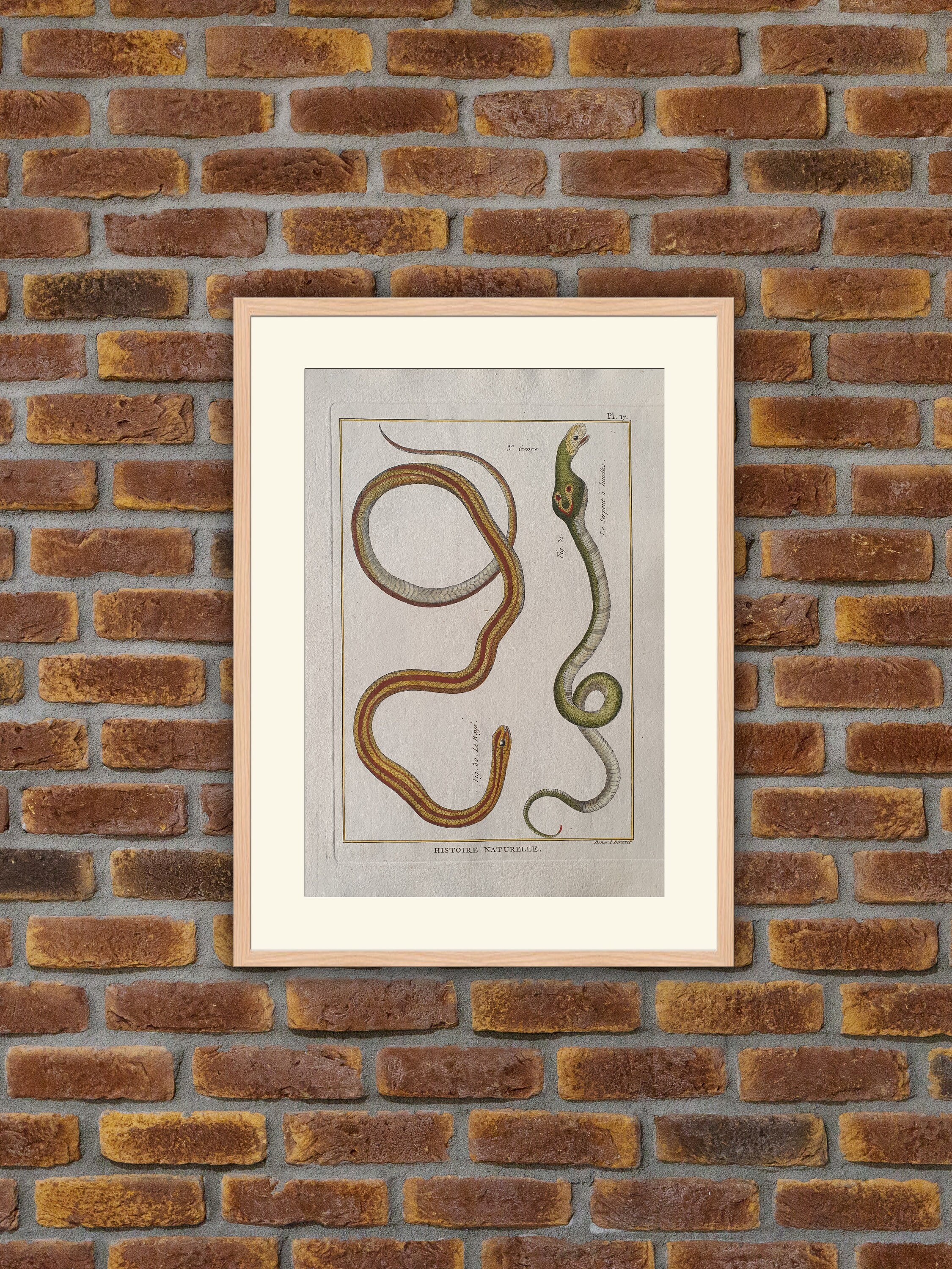 Reptiles - Serpents Ophyologie Gravure Couleurs Encyclopédie Panckoucke 1780