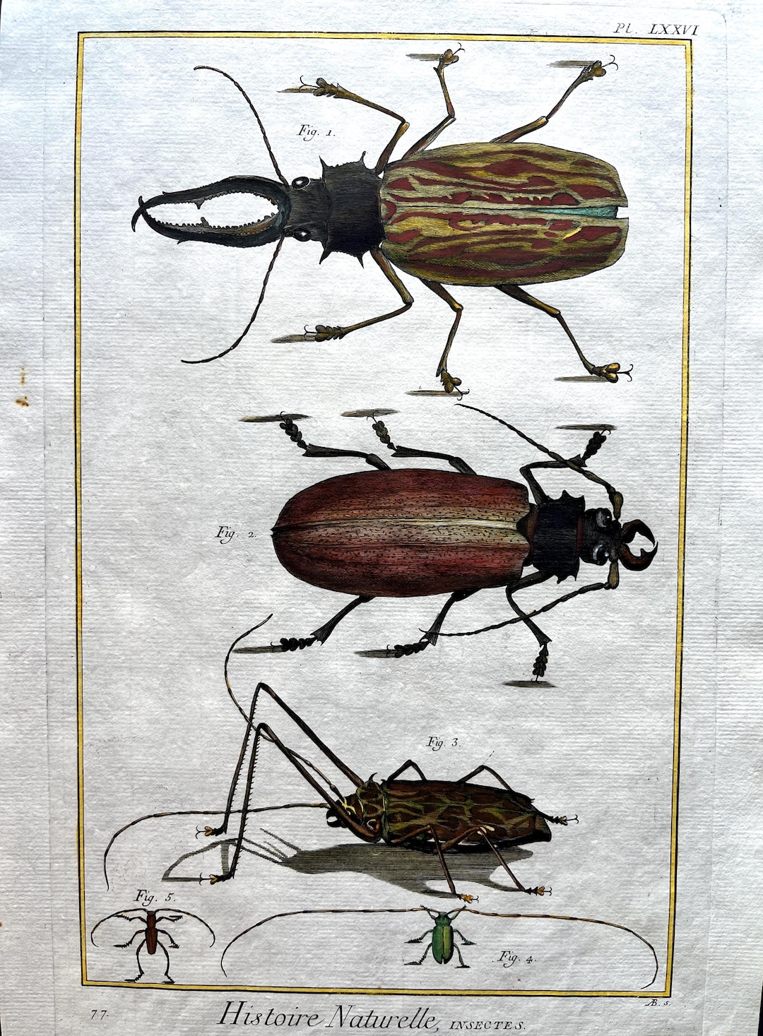 Histoire Naturelle-insectes-planche 76 - Etsy