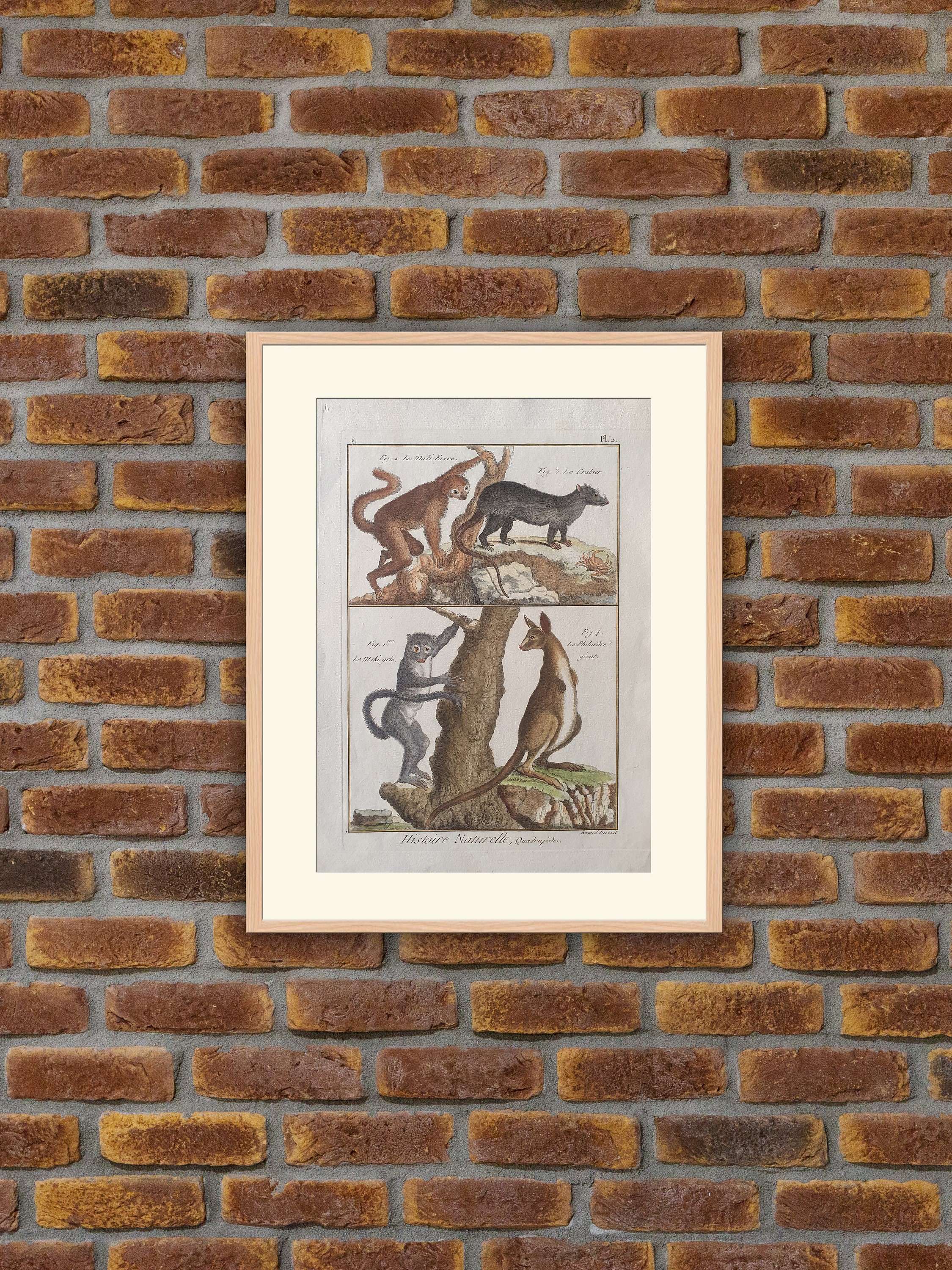 Animaux - Singes Maki Gris, Fauve, Crabier, Philandre Géant Gravure Couleurs Encyclopédie Panckoucke