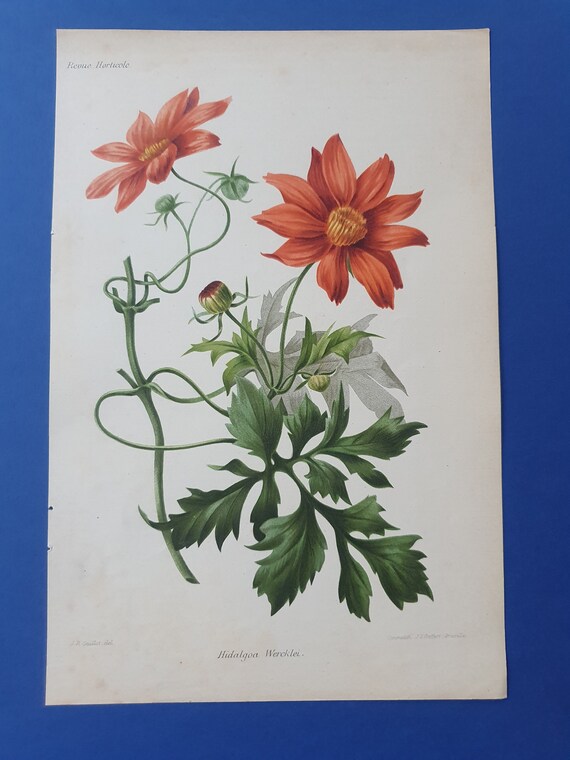 Flowers - Hidalgoa Wercklei - 19th Century Colored Lithography