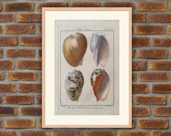 Animals - Sea Shell - 1780 - Engraving Panckoucke Encyclopedia - 12.6x9in - Decoration, Large Prints