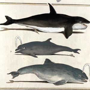 May include: An antique illustration of three different types of dolphins. The top dolphin is black and white, the middle and bottom dolphins are gray. The image has text in French.