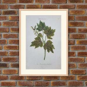 Weinmann - Botany - Plants - Flowers - Acer Rubrum - 1739 Colored Engravings - 15x9.8in - Decoration, Large Prints