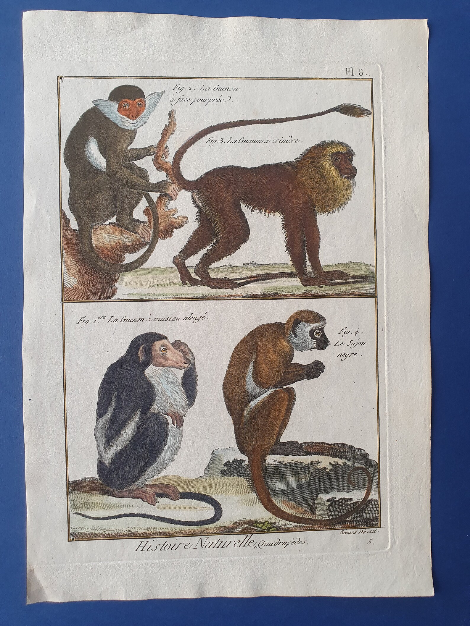 Dessin La Guenon Le Singe Et La Noix