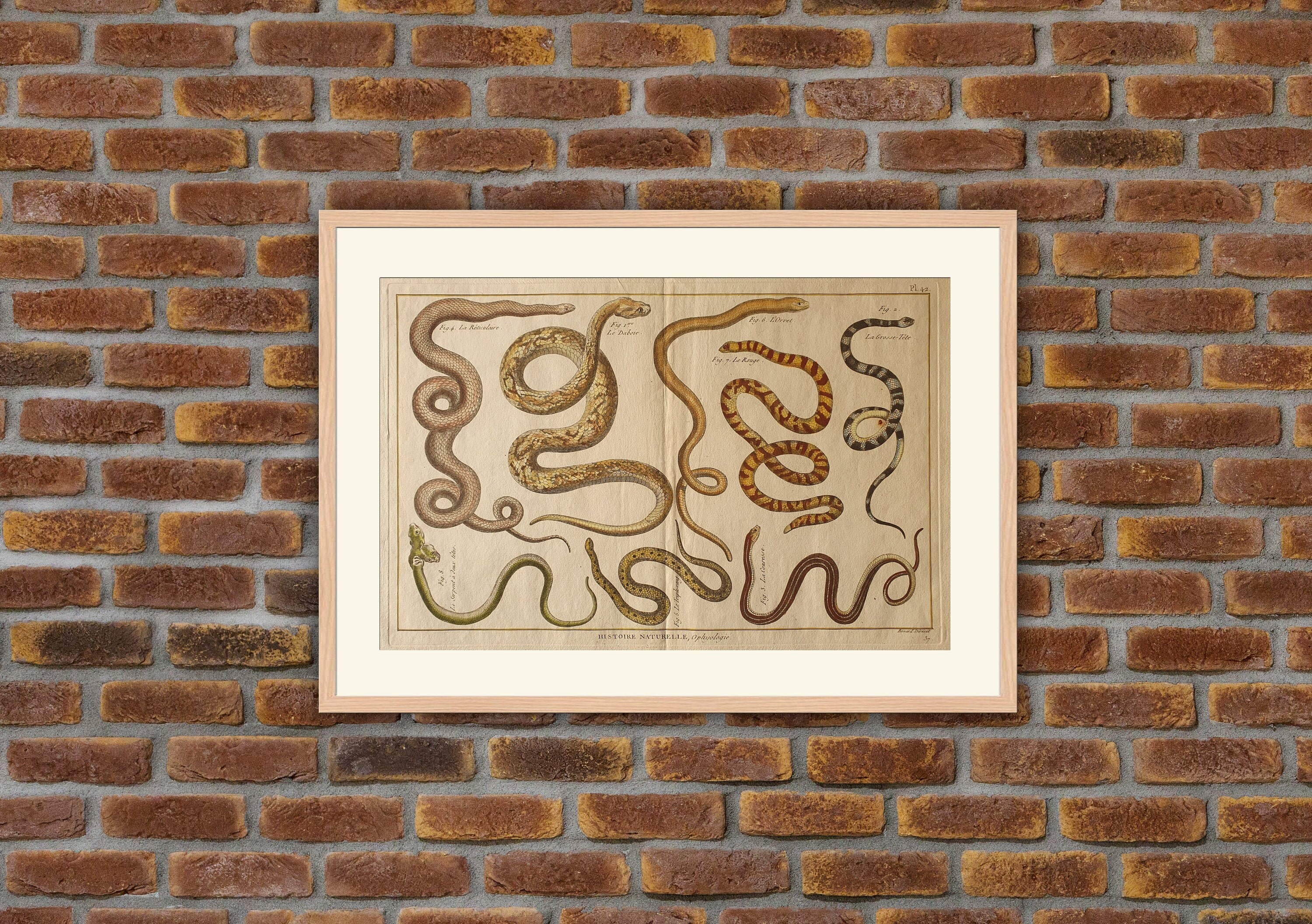 Reptiles - Serpents Ophyologie Le Daboie, La Grosse-Tête, Serpent à Deux Têtes... Gravure Couleurs E