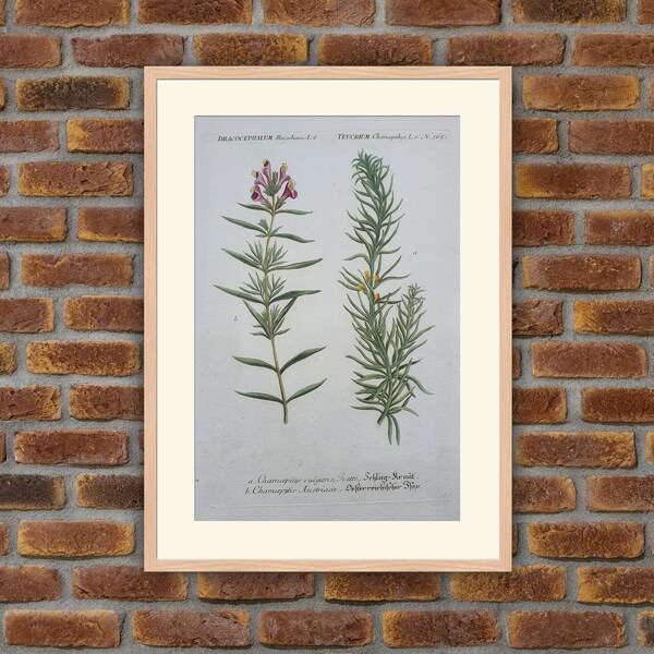 Weinmann - Botany - Plants - Flowers - Dracocephalum Ruyschiana, Teucrium - 1739 Colored Engravings - 15.9x10in - Decoration, Large Prints