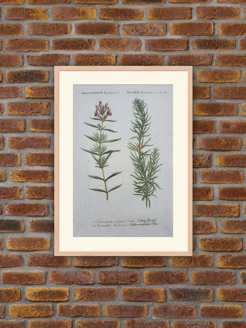 Weinmann Botany Plants Flowers Dracocephalum Ruyschiana, Teucrium 1739 Colored Engravings 15.9x10in Decoration, Large Prints image 1