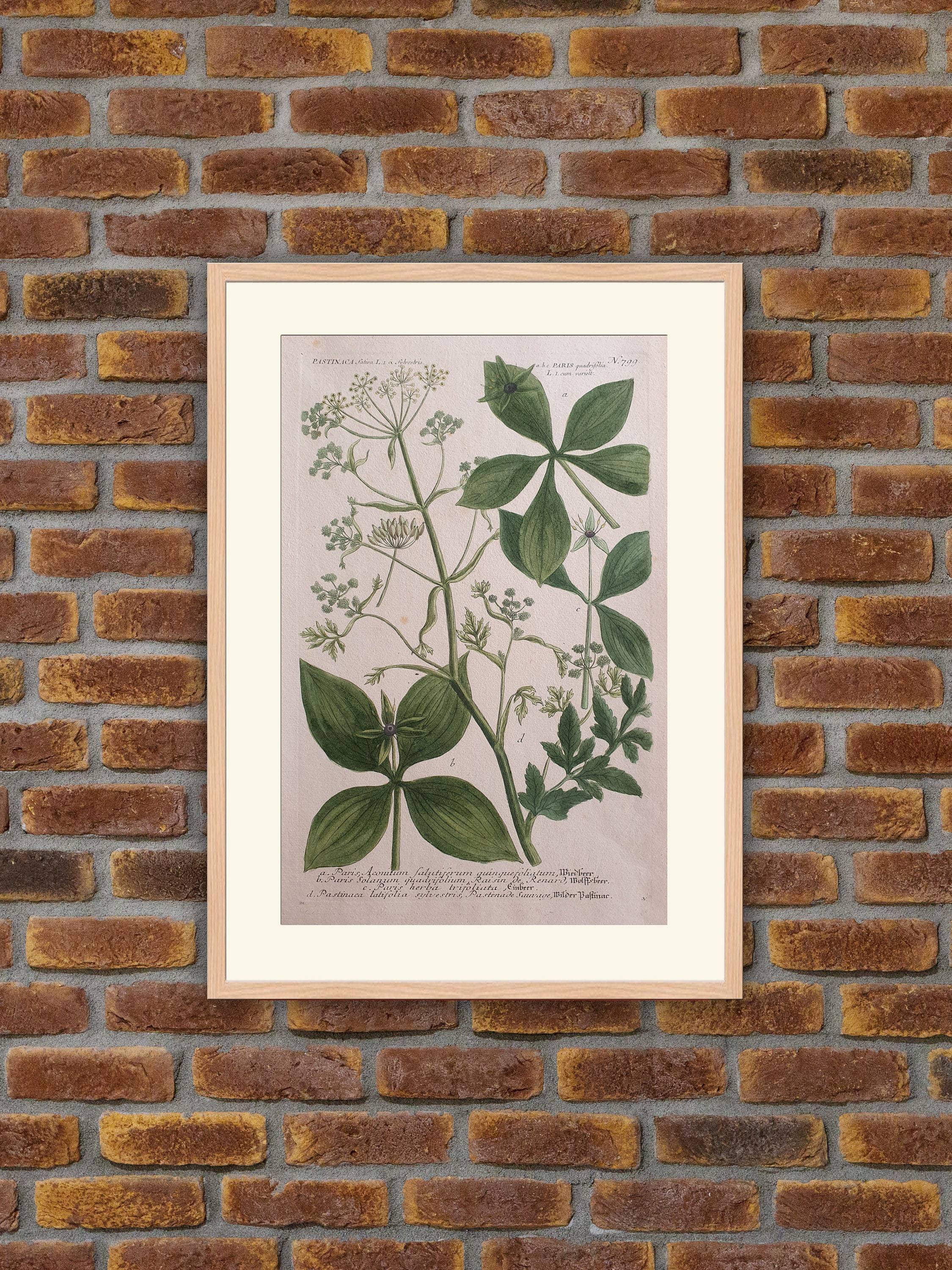 Weinmann - Botanique Pastinaca Sativa, Paris Quadrifolia Gravure Couleurs 1739