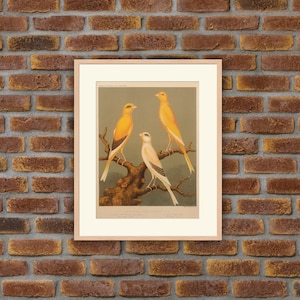 1875 Cromolitografía de aves - Yorkshire Canaries - Cassell&#39;s Canaris and Cage Birds - W. Ruthledge - 10.8x8.1in - Decoración, Impresión