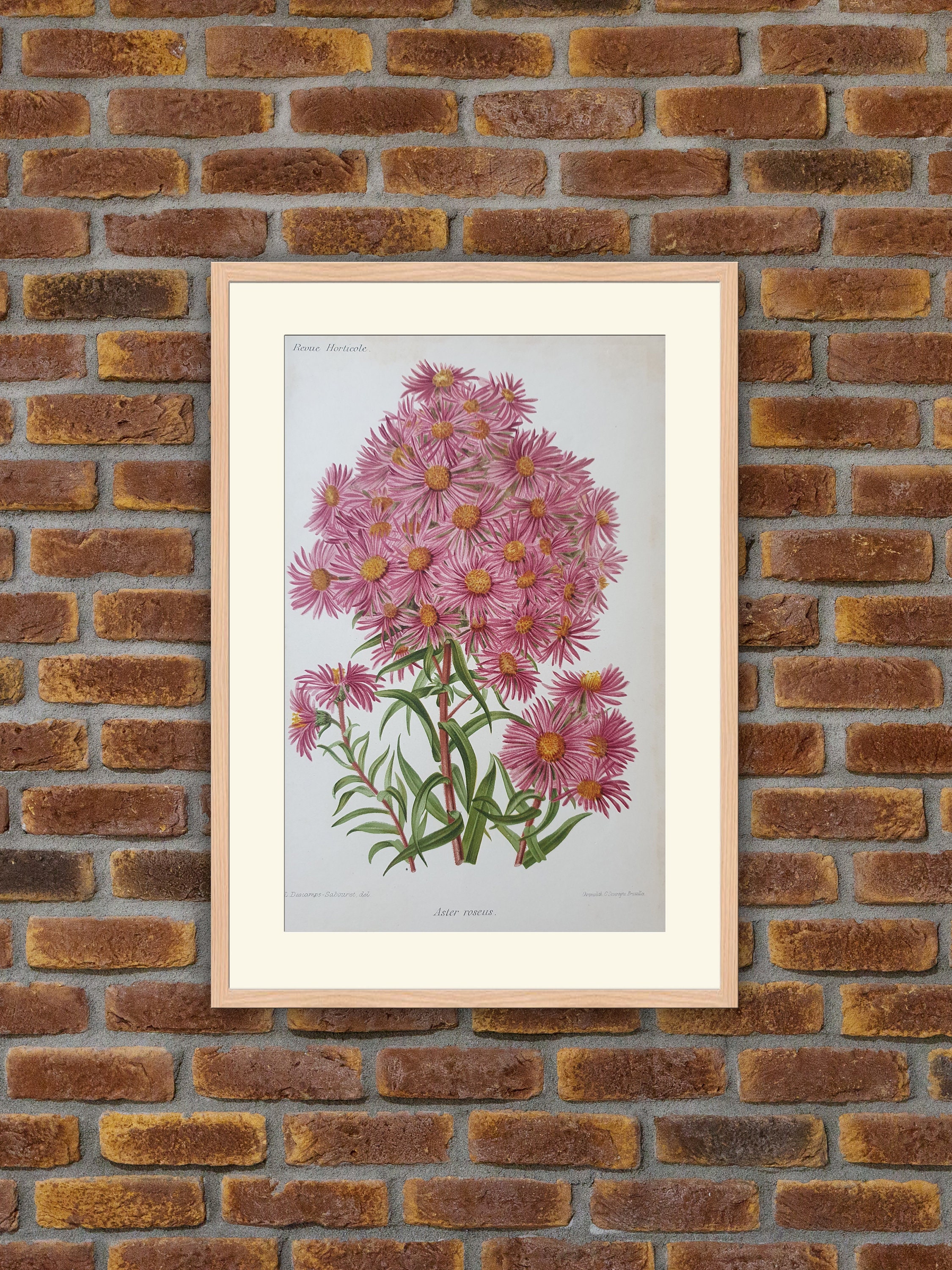 Fleurs Revue Horticole - Aster Roseus Lithographie Couleurs 1900