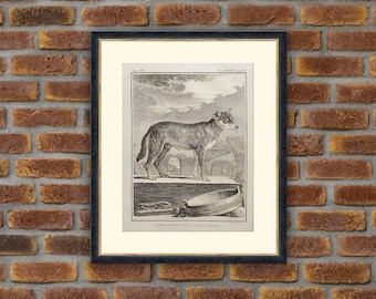 1787 Buffon Engraving - Chien-Mulet, Male - Animals - 10.2x7.5in - Decoration, Print