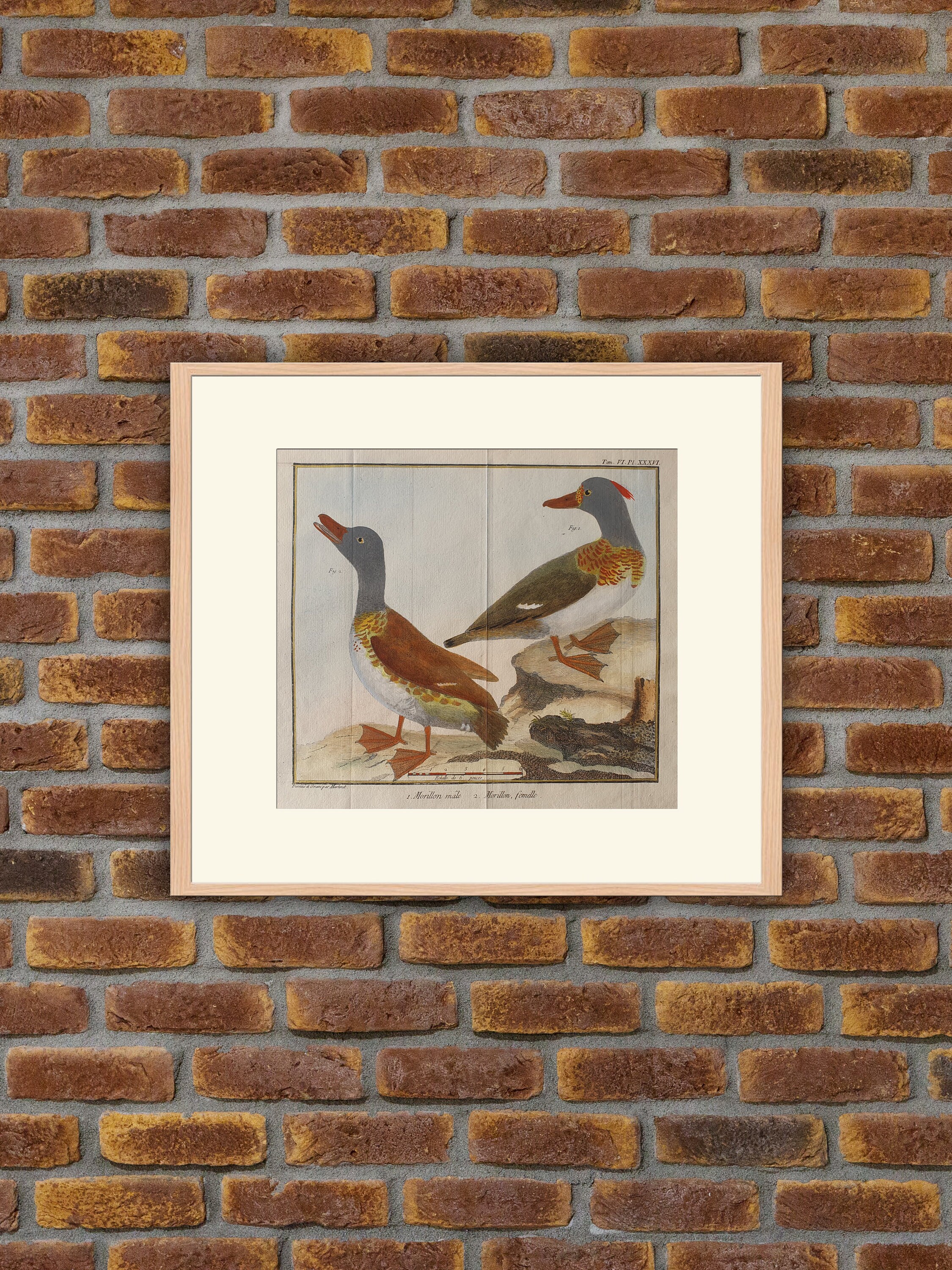 Brisson/Martinet - Ornithologie 1. Morillon, Mâle. 2. Femelle Gravure Couleurs 1760
