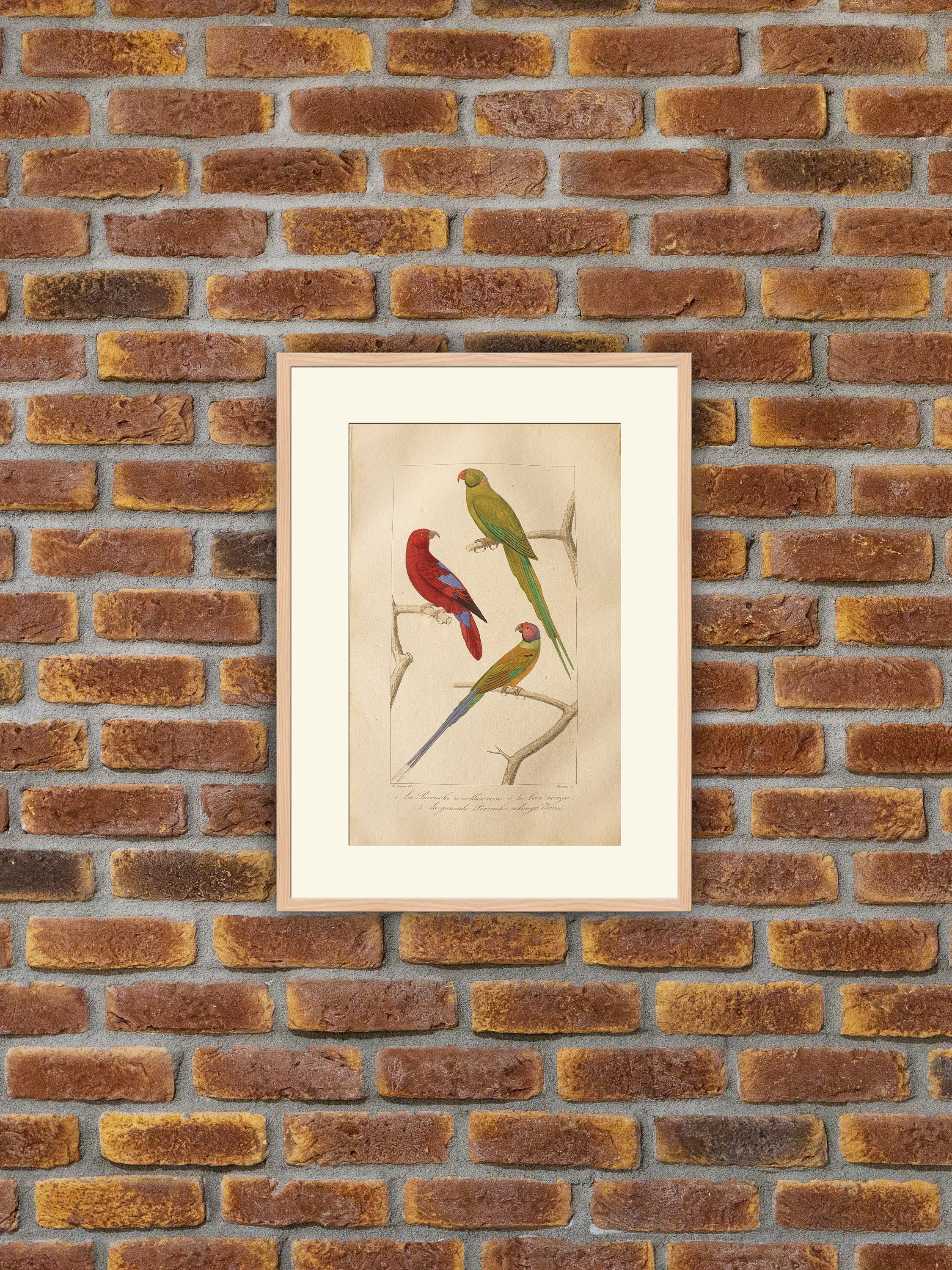 Perroquets, Perruches - Buffon La Perruche à Collier Rose Le Lori Rouge Grande Longs Brins Gravure C