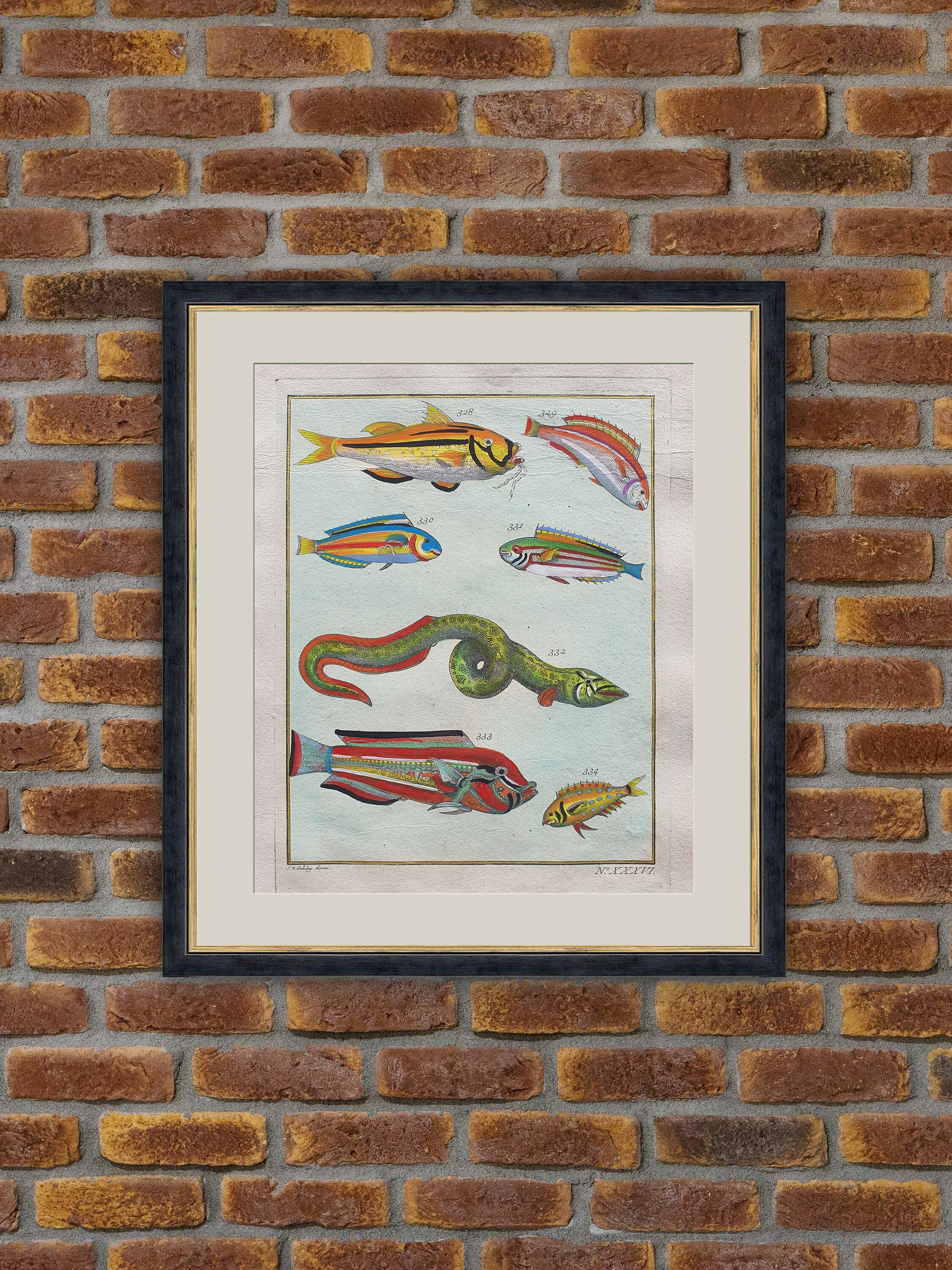 Poissons Exotiques - F. Valentin Histoire Naturelle de L'île d'amboine Gravure Couleurs 1750