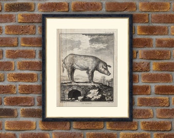 1787 Buffon Engraving - Le Verrat (Boar) - Animals - 10.2x7.5in - Decoration, Print
