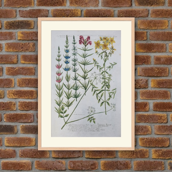 Weinmann - Botany - Plants - Flowers - Hyssopus, Dracocephalum, Hypericum - 1739 Colored Engravings - 15.7x9.6in - Decoration, Large Prints