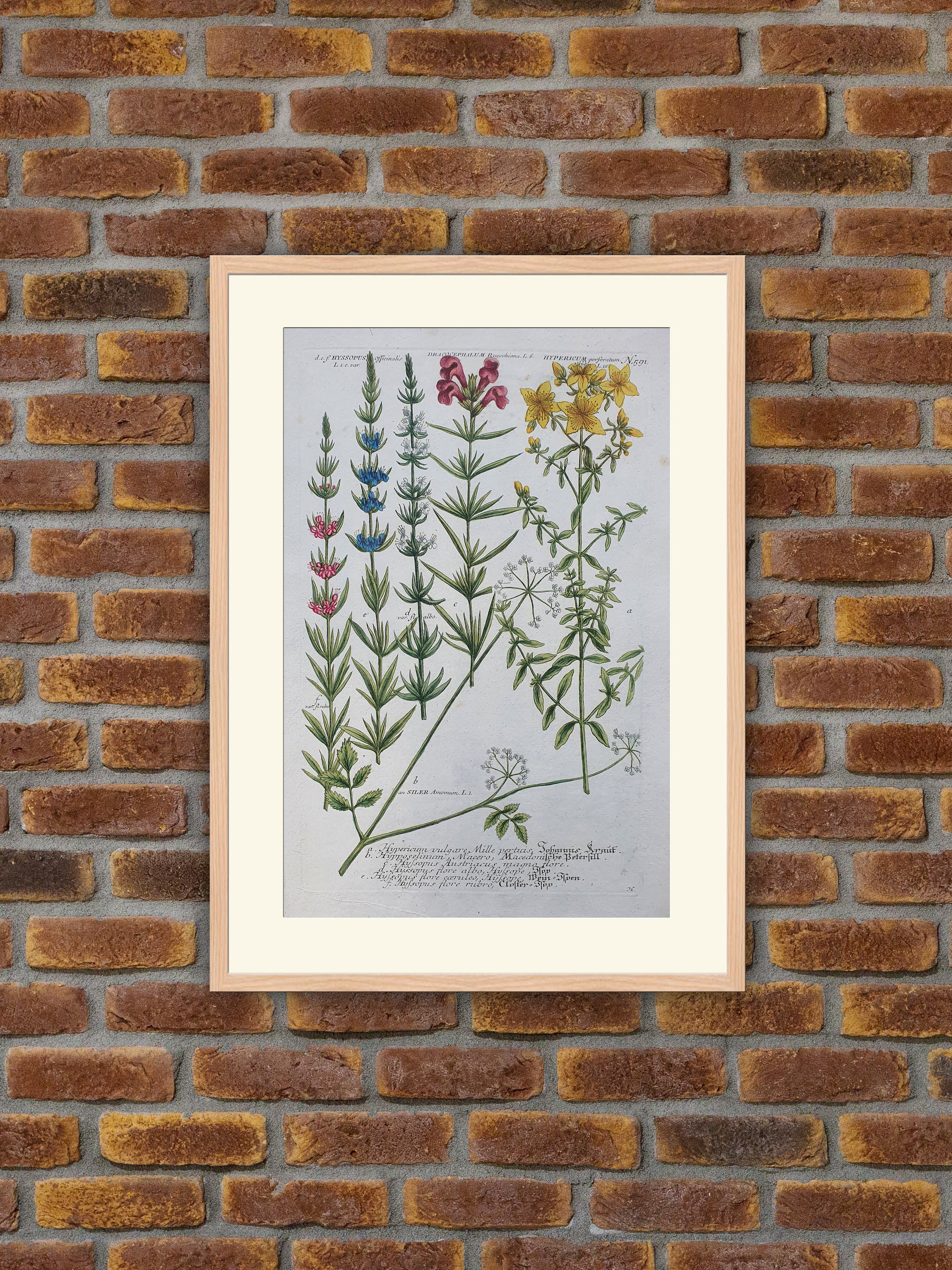 Weinmann - Botanique Hyssopus, Dracocephalum, Hypericum Gravure Couleurs 1739