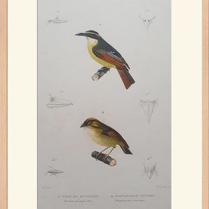 Peut inclure: Une illustration de deux oiseaux, un Tyrannus pisargus et un Platyrhynchus coronatus, perchés sur des branches. Les oiseaux sont représentés en détail, avec leur plumage et leurs becs rendus avec précision. L'illustration est de style vintage, avec un fond gris clair et des contours noirs.