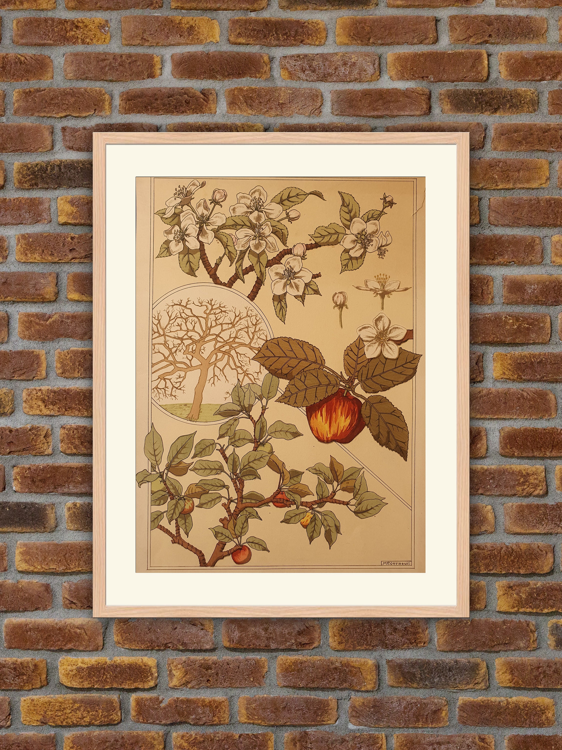 Fleurs - Pommier Apple Verneuil/Grasset Pochoir Art Nouveau Litho 1896