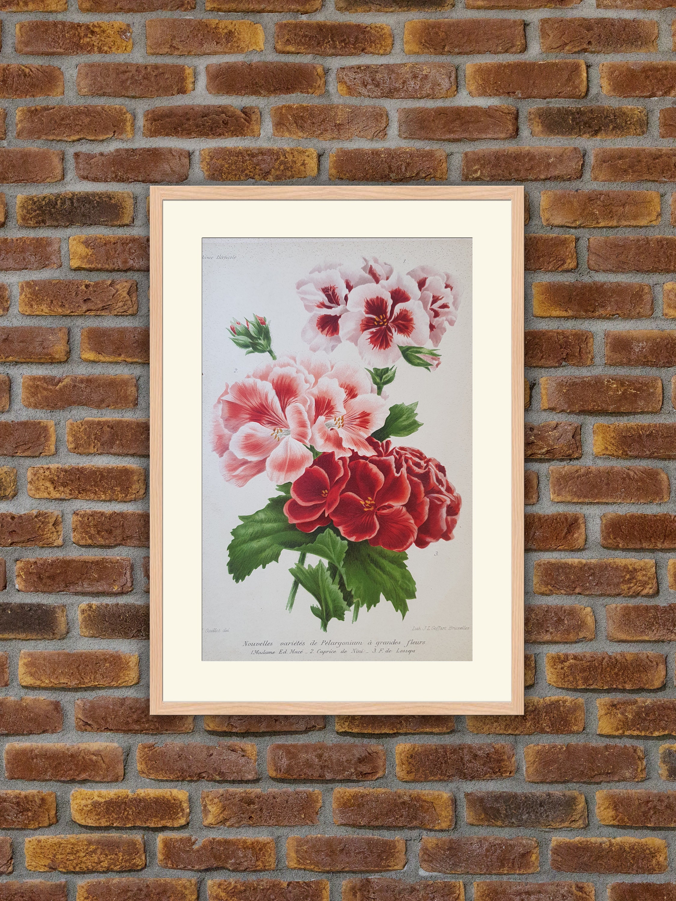 Fleurs Revue Horticole - Nouvelles Variétés de Pélargonium à Grandes Fleurs Lithographie Couleurs 19