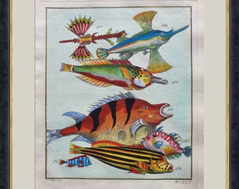 Lot De 5 Estampes De Poissons – Collection Heddon – Vintage