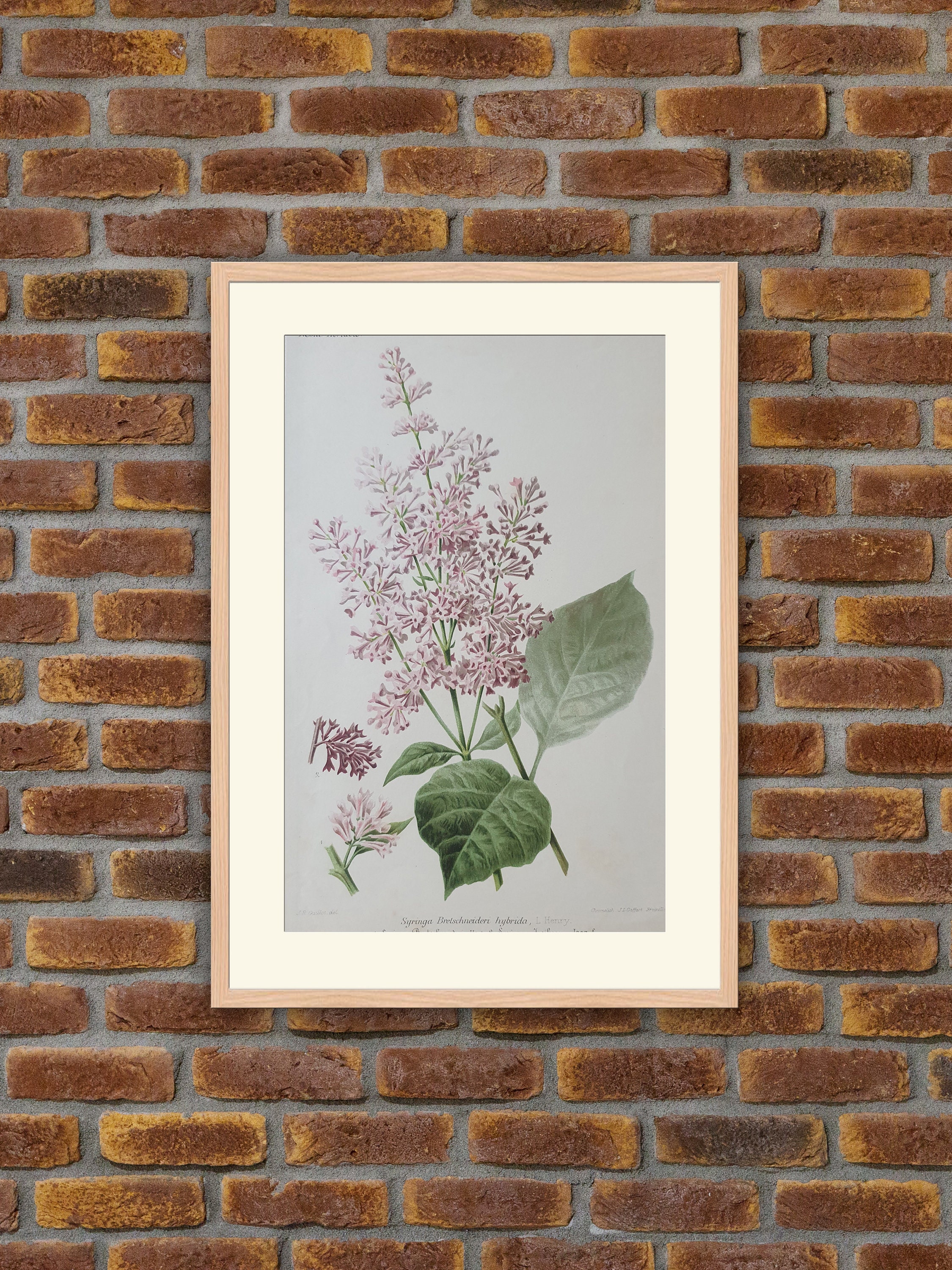 Fleurs Revue Horticole - Syringa Bretschneideri Hybrida Lithographie Couleurs 1900