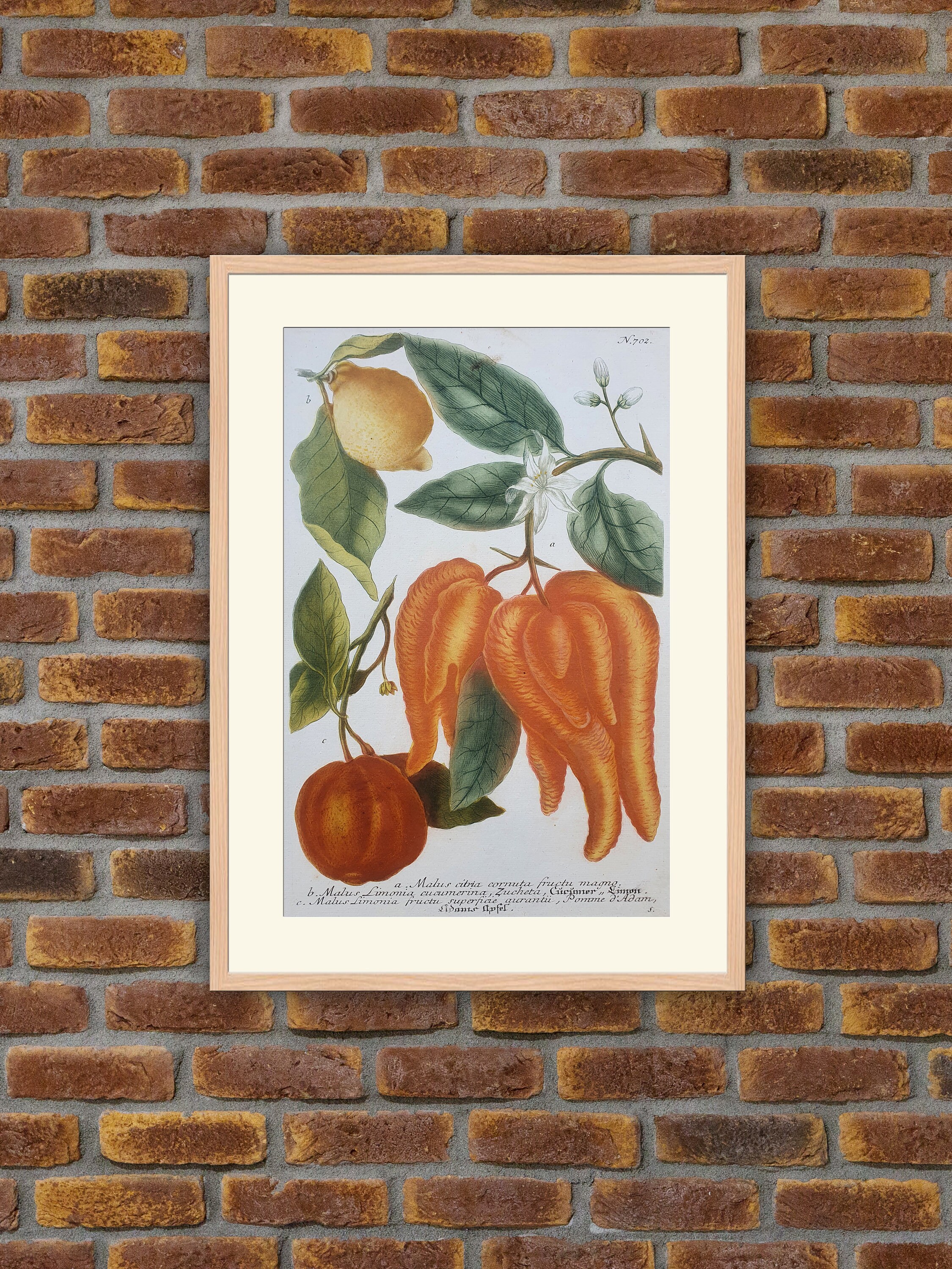 Weinmann - Botanique Malus Citria, Limonia Pomme d'adam Gravure Couleurs 1739