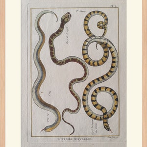 Peut inclure: Une illustration ancienne de trois serpents, deux avec des rayures jaunes et noires et un avec des rayures brunes et blanches. L'illustration est intitulée "Histoire Naturelle" et comprend le texte "Fig. 7 Le Bali", "Fig. 8 Le Serpent des Dames" et "Fig. 9 Le Trangle".