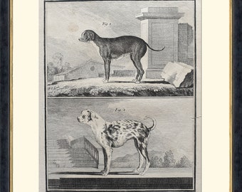 1787 Grabado de Buffon - Petit Danois, Roquet (Pequeño Danés, Roquet) - Animales, Perros - 10,2x7,5 in - Decoración, Impresión