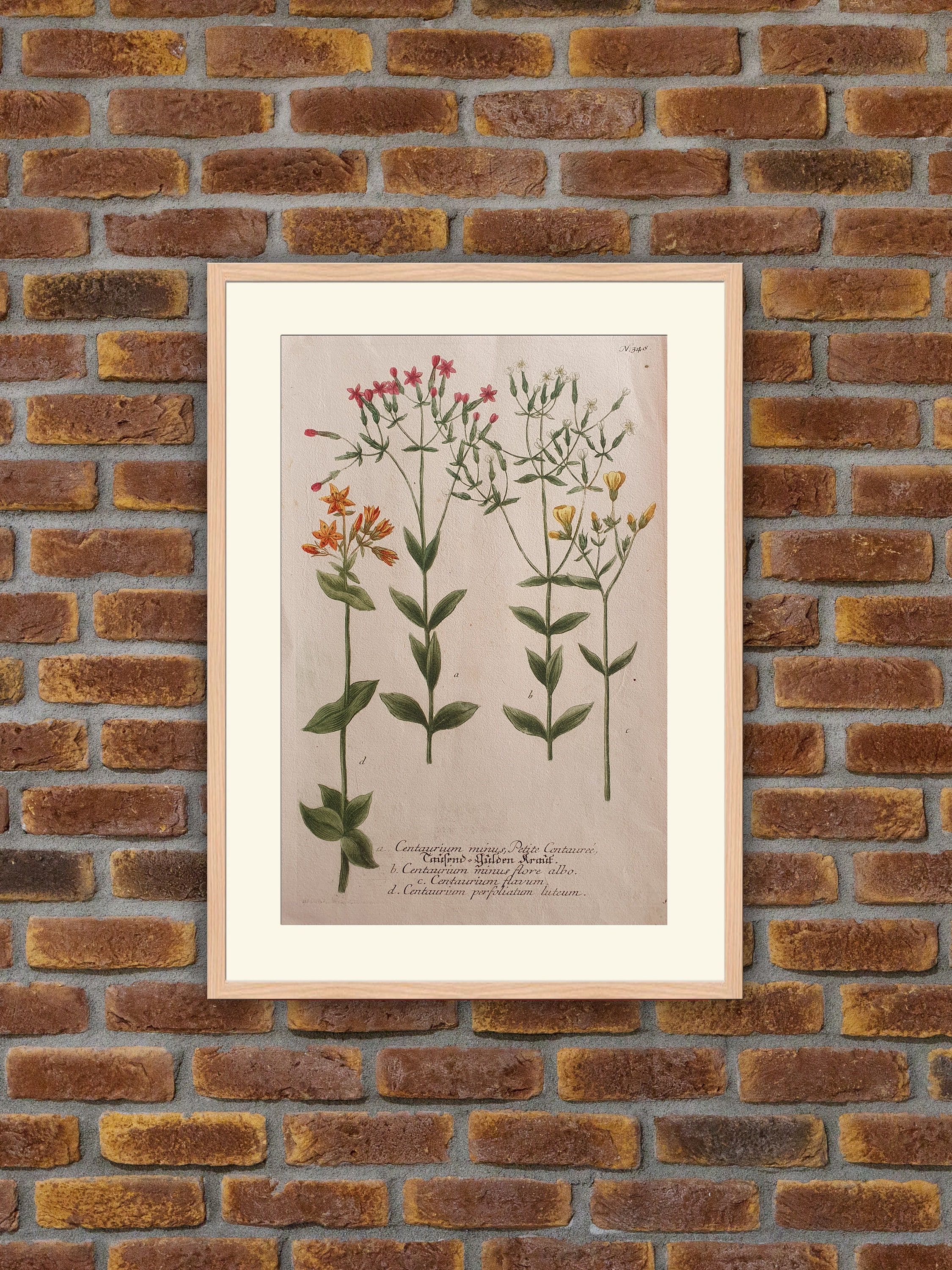 Weinmann - Botanique Centaurium Minus | Petite Centaurée Gravure Couleurs 1739