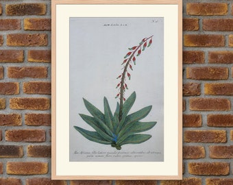 Weinmann - Botanique - Aloe Disticha - Gravure couleurs 1739