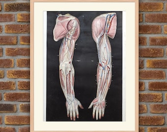 1829 color lithograph - Anatomy - Arm 1 - Bourgery & Jacob - 16.7x12.4in - Decoration, Large Prints