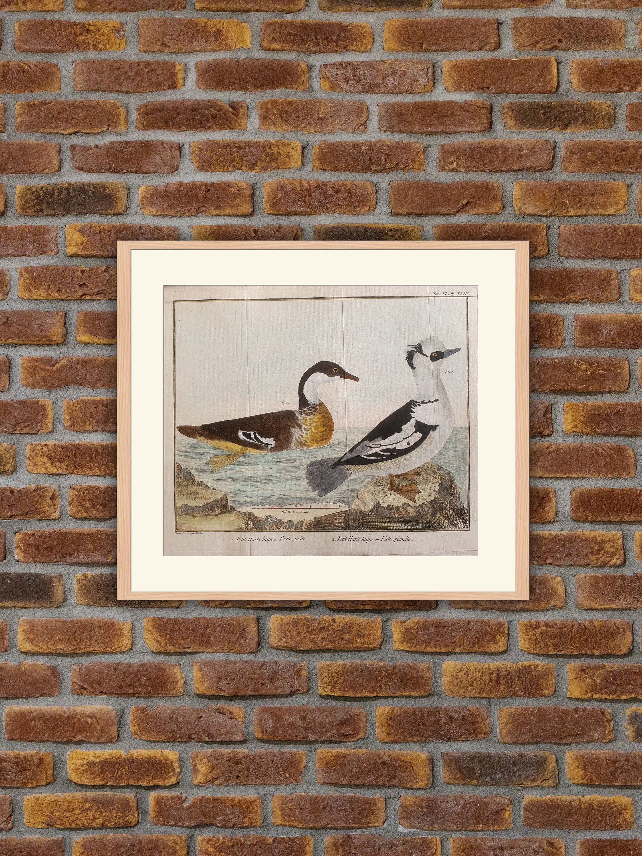 Brisson/Martinet - Ornithologie Petit Harle Huppé ou Piette, Mâle, Femelle Gravure Couleurs 1760