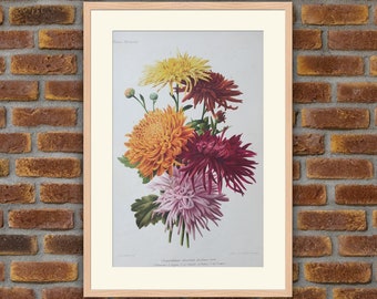 Flowers - Decorative flower chrysanthemums - 19th Century Colored Lithography -  Goffart - 10.6x7.1in - Decoration, Print