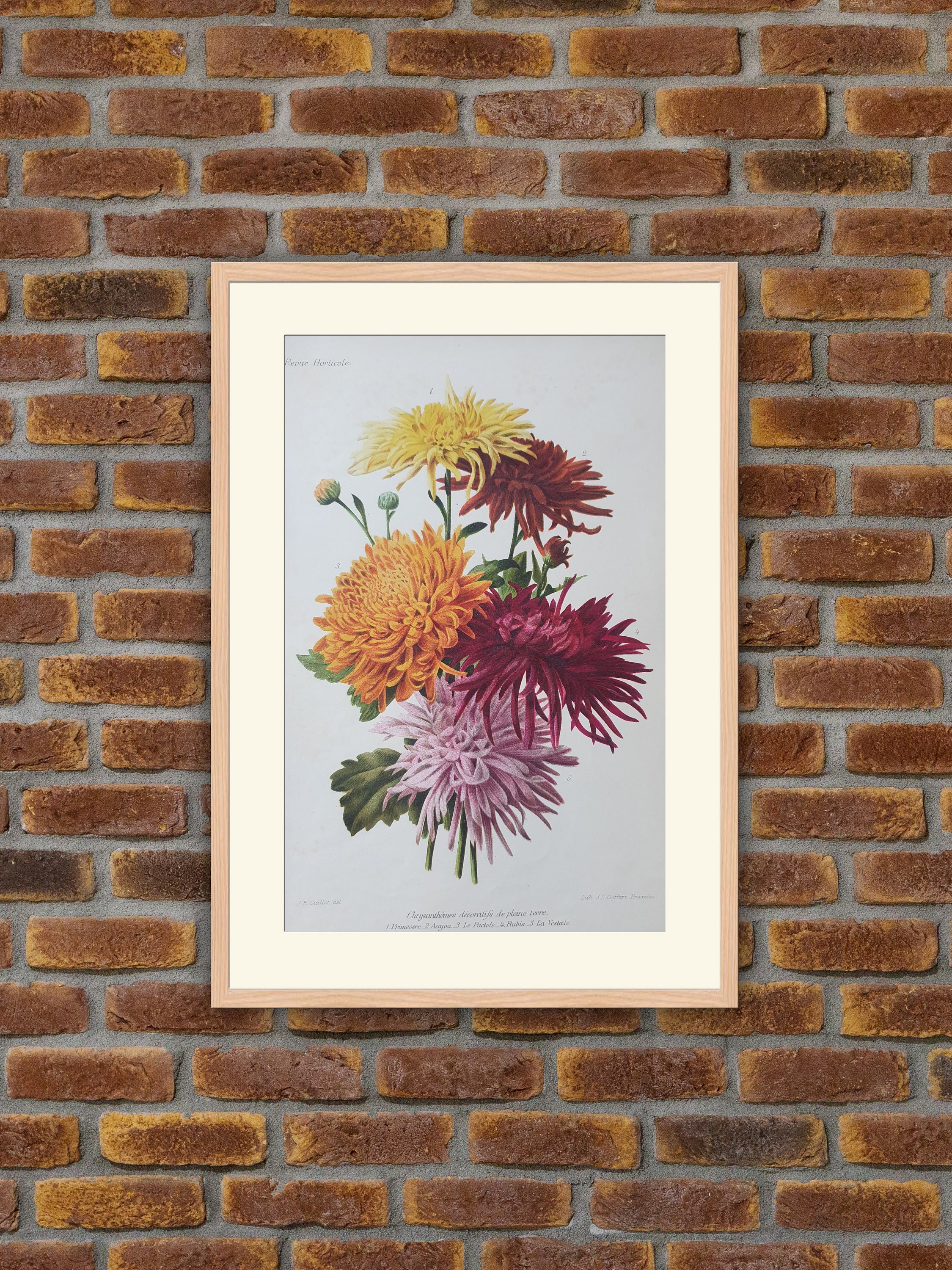 Fleurs Revue Horticole - Chrysanthèmes Décoratifs de Pleine Terre Lithographie Couleurs 1900