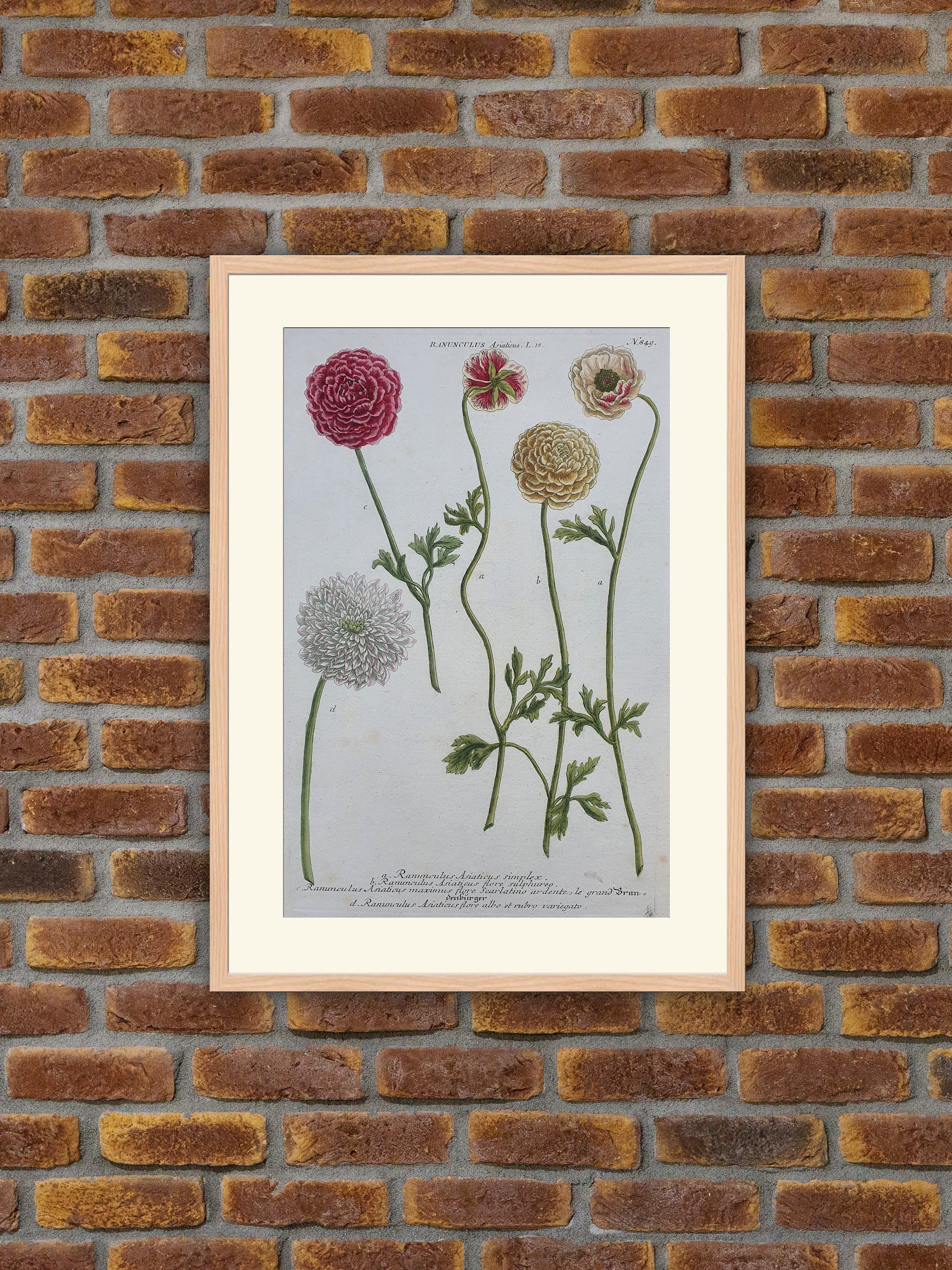 Weinmann - Botanique Ranunculus Asiaticus Gravure Couleurs 1739