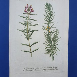 Weinmann Botany Plants Flowers Dracocephalum Ruyschiana, Teucrium 1739 Colored Engravings 15.9x10in Decoration, Large Prints image 3