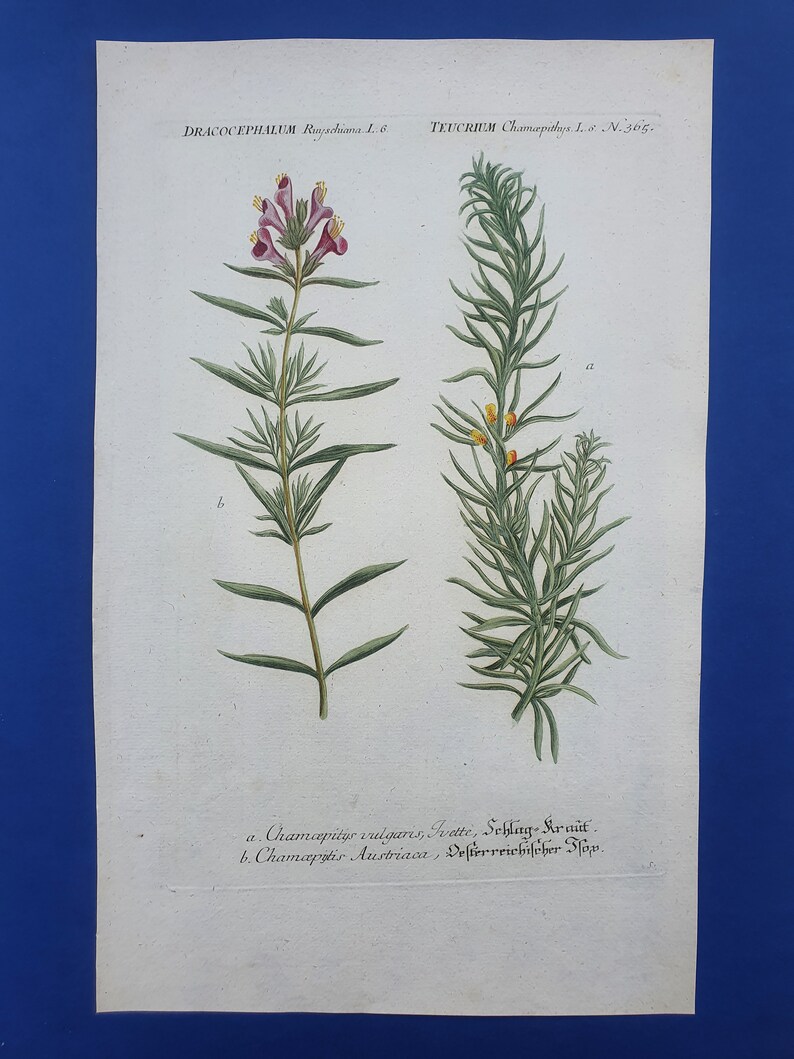 Weinmann Botany Plants Flowers Dracocephalum Ruyschiana, Teucrium 1739 Colored Engravings 15.9x10in Decoration, Large Prints image 3